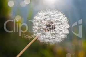 Pusteblume