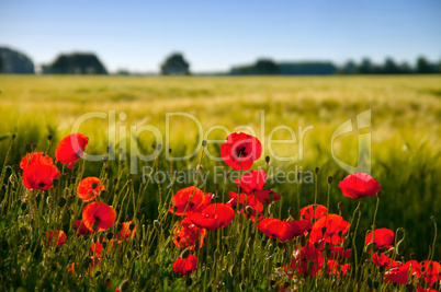 Klatschmohn im Gegenlicht