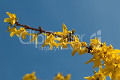 Forsythienblüte