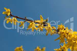 Forsythienblüte