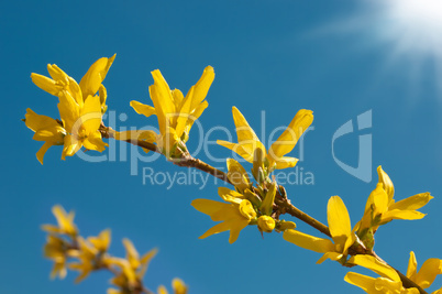 Forsythienblüte