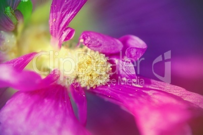 Blick auf den Blütenkelch einer lila Pflanze