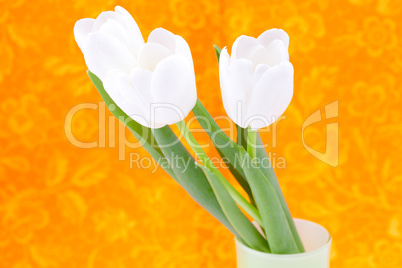 White tulips on an orange background
