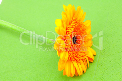 Gerbera lying on the green cloth