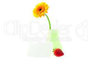 Gerbera in a vase and strawberries isolated on white