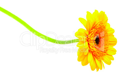 gerbera isolated on white