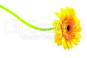 gerbera isolated on white