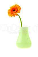 Gerbera in vase isolated on white