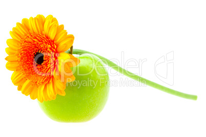 Gerbera and apple isolated on white