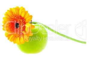 Gerbera and apple isolated on white