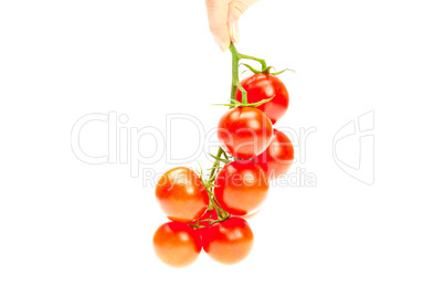 bunch of tomato in your hand man isolated on white