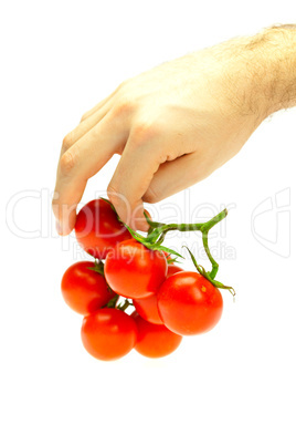 bunch of tomato in your hand man isolated on white