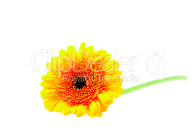 gerbera isolated on white