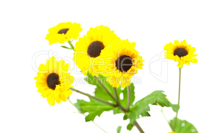 yellow wild flowers isolated on white