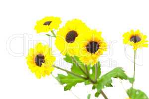 yellow wild flowers isolated on white