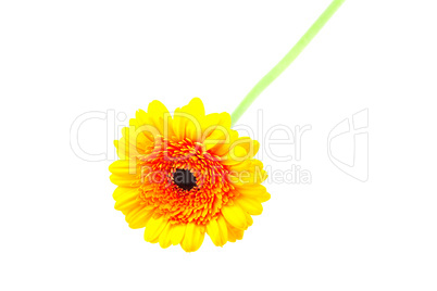 gerbera isolated on white