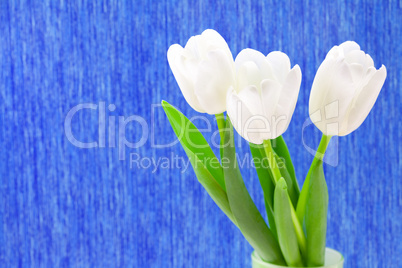 white tulips on a blue background