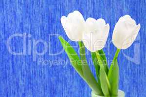 white tulips on a blue background