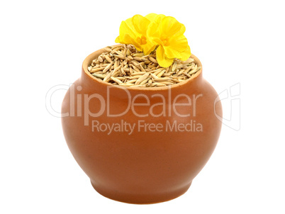 Clay pot with oats grain and yellow flower.
