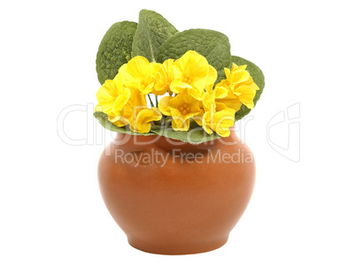Clay pot and yellow decorative flower. Clay pot and yellow decorative flower.