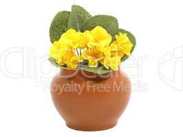 Clay pot and yellow decorative flower.