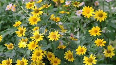 Yellow rudbeckia flowers