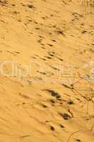Yellow desert sand