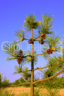 A small pine tree with cones
