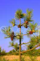 A small pine tree with cones