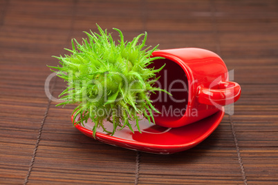 red cup and a hazelnuts on a bamboo mat