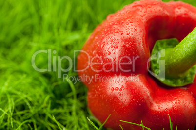red peppers with drops of water lying on green grass