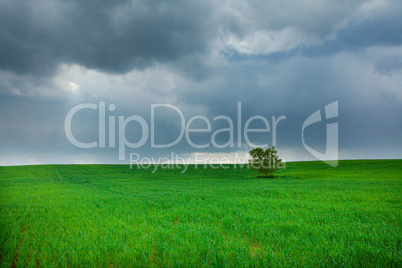 lonely tree standing in a field