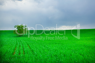 lonely tree standing in a field