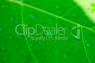 drop on green leaf