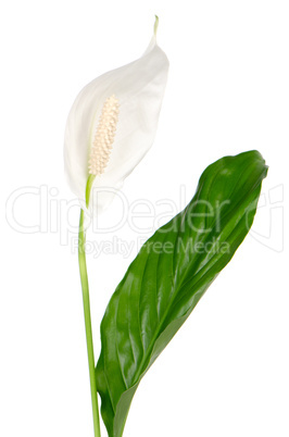 Beautiful white anturio flower