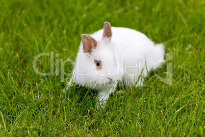 White cute rabbit in green grass