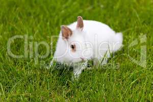 White cute rabbit in green grass