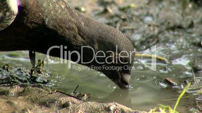 Pigeon drink water close up