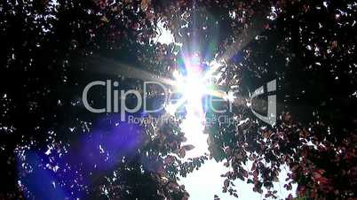 Sun through treetop  close up