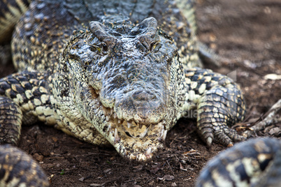 crocodile, alligator on an ox