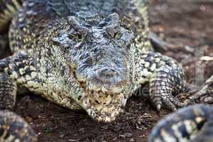crocodile, alligator on an ox