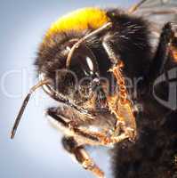 bumblebee close up