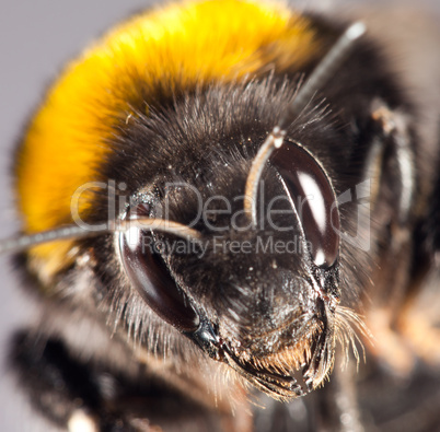 bumblebee close up