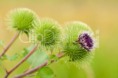 Kletten der Kratzdistel