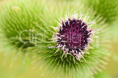 Blüte der Kratzdistel