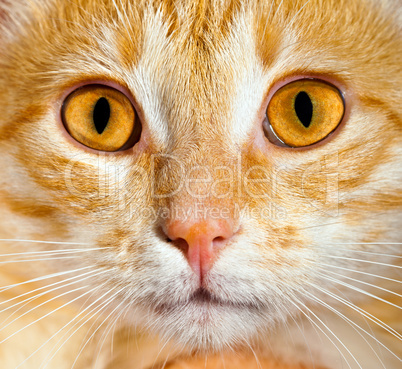 cat close up