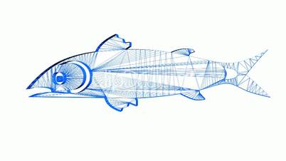 Rotation of 3D fish.sea,food,fishing,ocean,water,market,animal,aquatic,cooking,Grid,mesh,sketch,