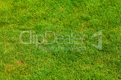 background of green grass