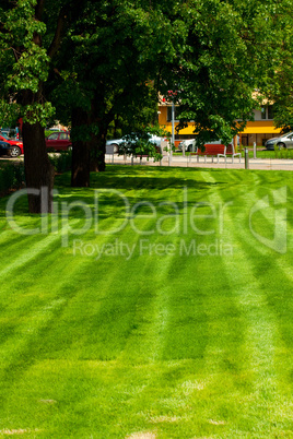 Grass and trees in the park