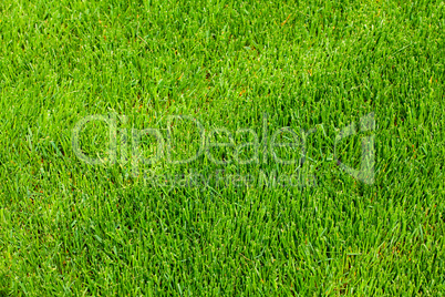 background of green grass